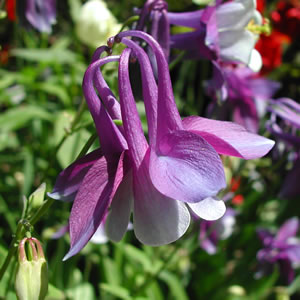Aquilegia hybrida Bunting